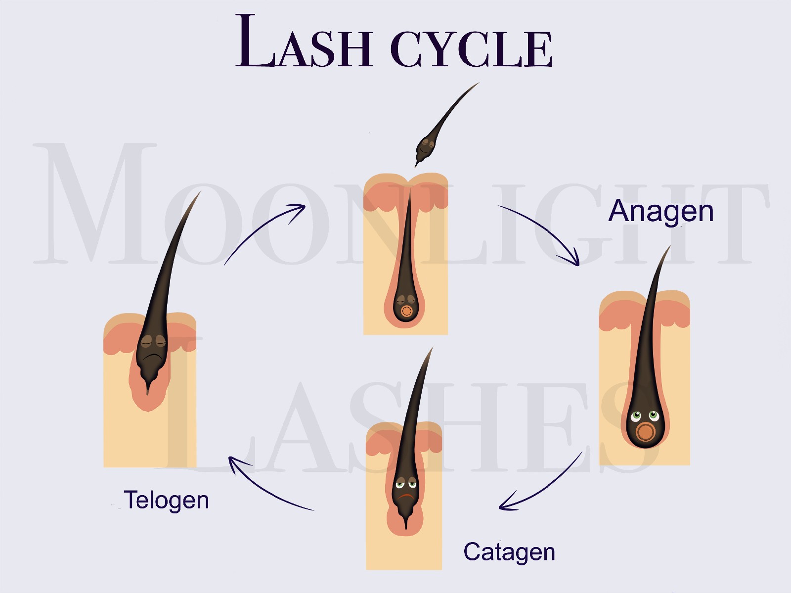 Eyelash Cycle