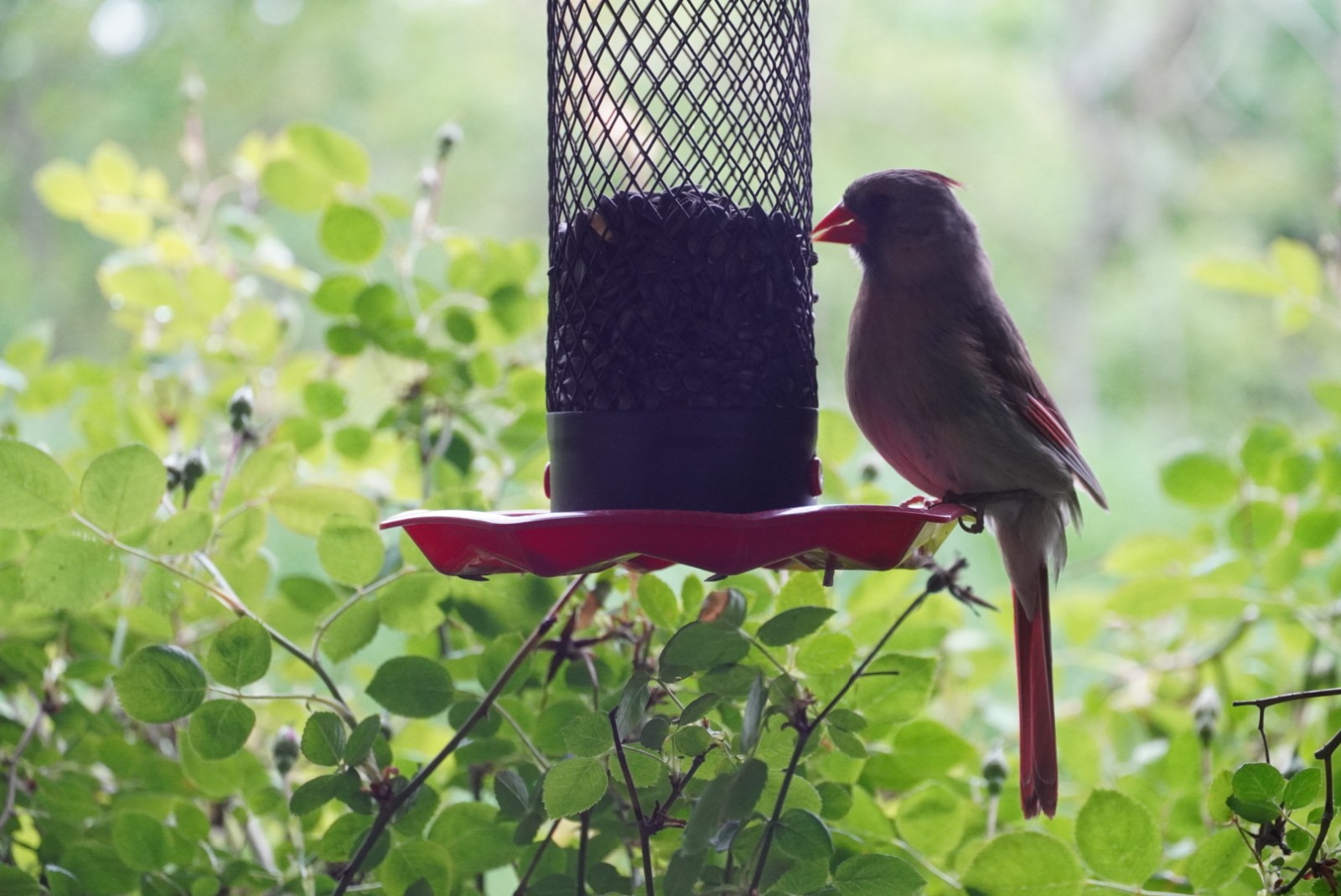 Mamma Cardinal 